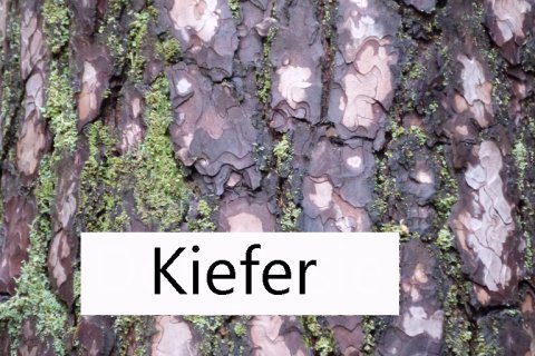 Rinde Kiefer